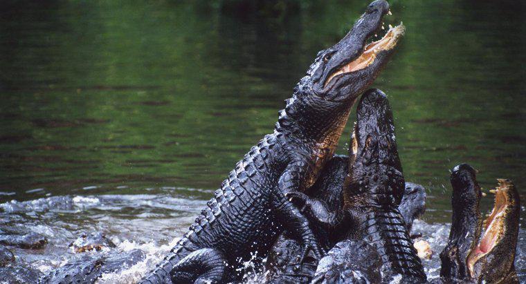 Quem são os inimigos dos crocodilos?