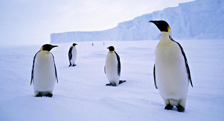Por que os pinguins vivem na Antártica?