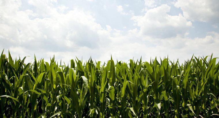 Qual é a importância econômica do milho?