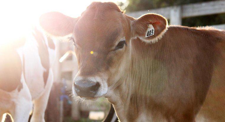 O que é uma vaca novilha?