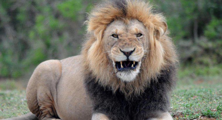 Qual é o peso médio de um leão macho?
