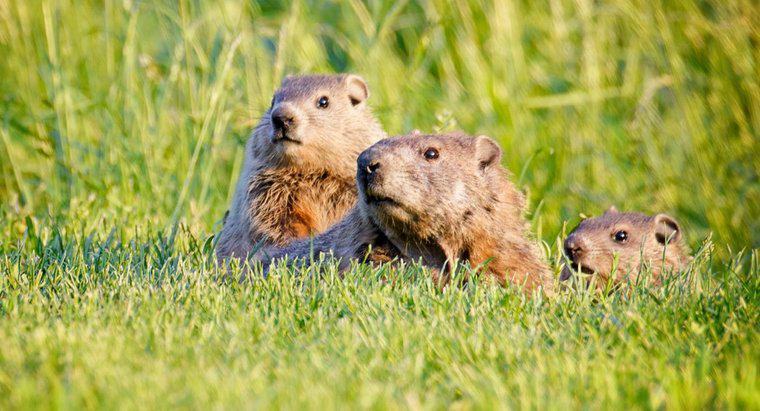 Qual é a diferença entre um marmota, um esquilo e uma marmota?