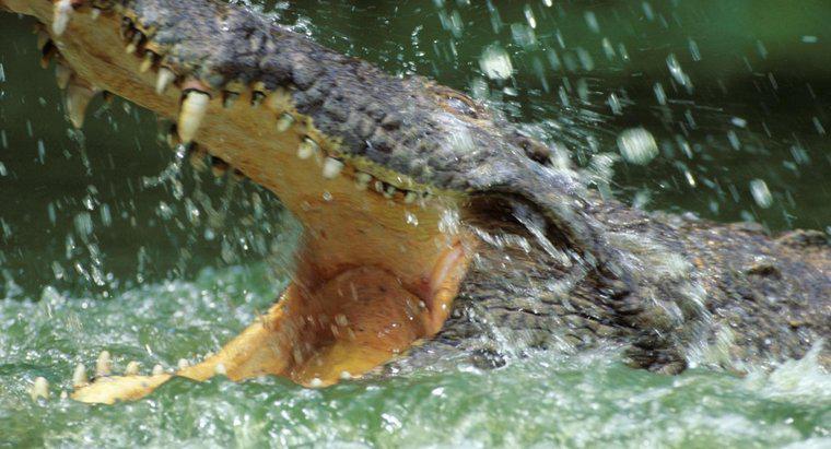 Por que os crocodilos vivem na água?