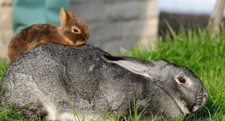 Qual é a menor raça de coelho?