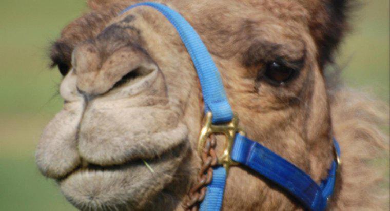 Como faço uma fantasia de camelo?