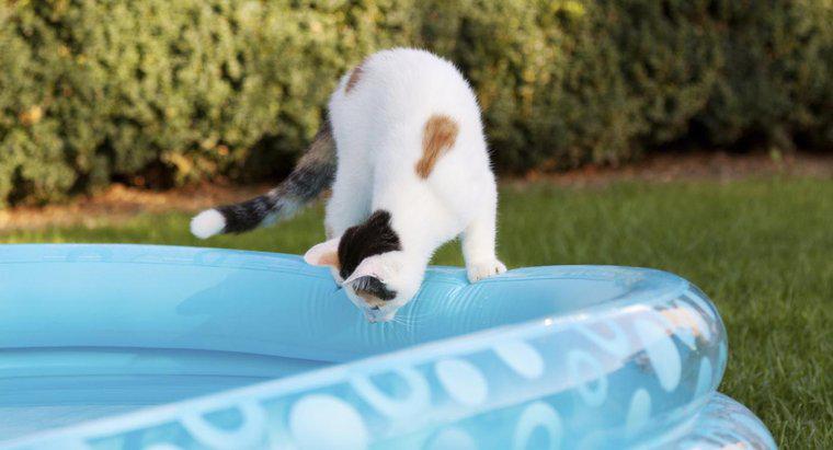 Os gatos domésticos podem nadar?