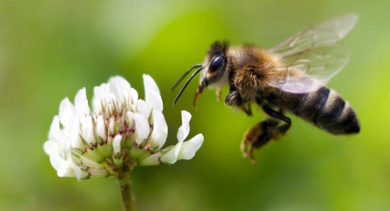 Por que é importante que as abelhas melíferas estejam morrendo?
