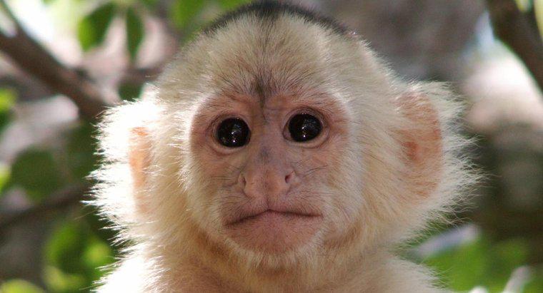 Qual é o nome científico de um macaco?