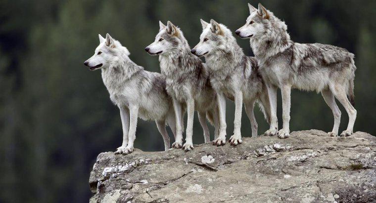 Quais são alguns fatos interessantes sobre os lobos cinzentos?