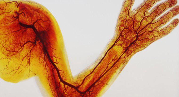 Qual é a diferença entre veias, artérias e capilares?