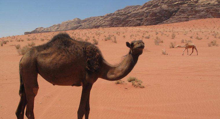 Como os camelos vivem no deserto?
