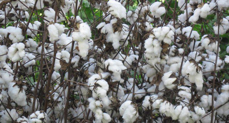 Como o algodão é transformado em tecido?