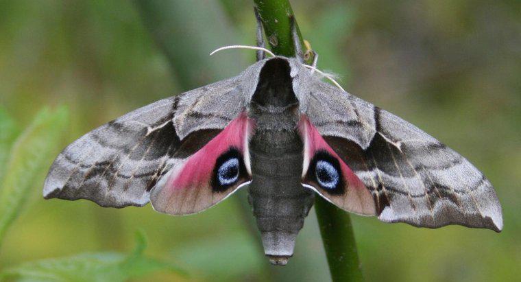 Qual é o nome científico de uma mariposa?