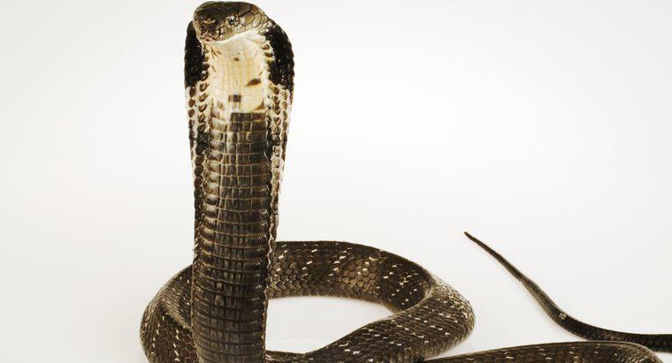 Qual é o comportamento de uma King Cobra?