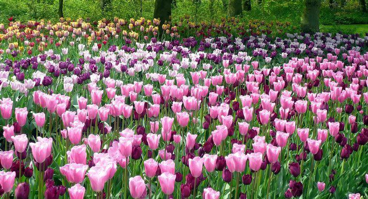 Com que frequência você rega tulipas?