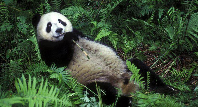 Por que os pandas comem bambu?