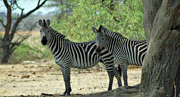 Quanto tempo vivem as zebras?