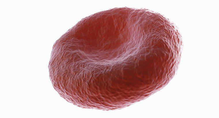 Por que os glóbulos vermelhos são bicôncavos?