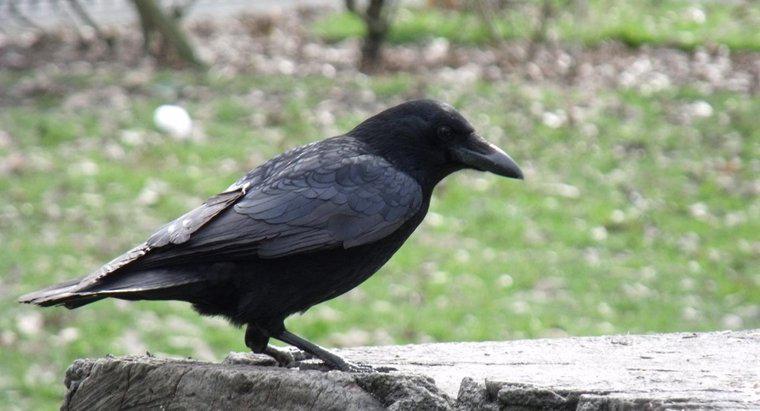 Qual é a expectativa de vida de um corvo negro?