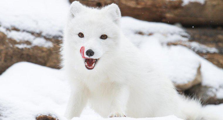 Onde vivem os Arctic Foxes?