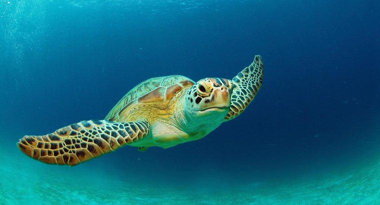 Quanto tempo as tartarugas vivem?