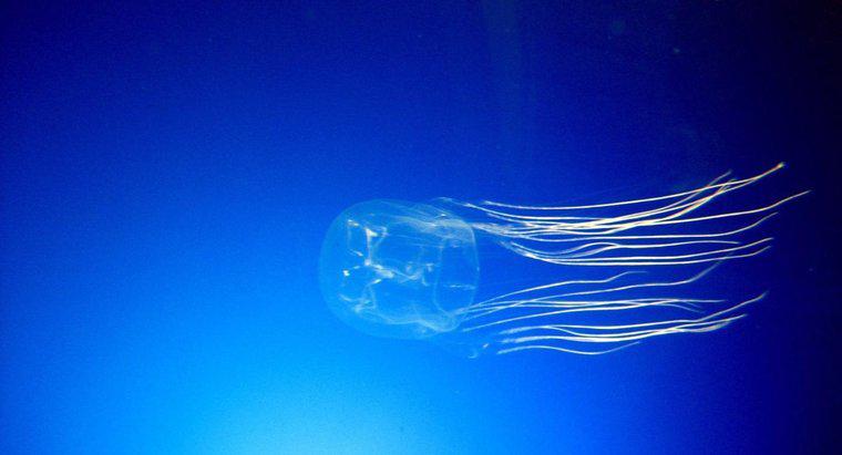 Onde vive o Box Jellyfish?