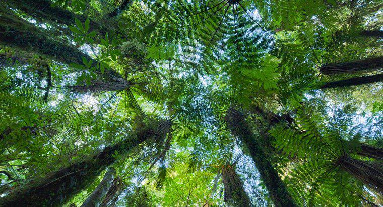 O que é um exemplo de mutualismo na floresta tropical?