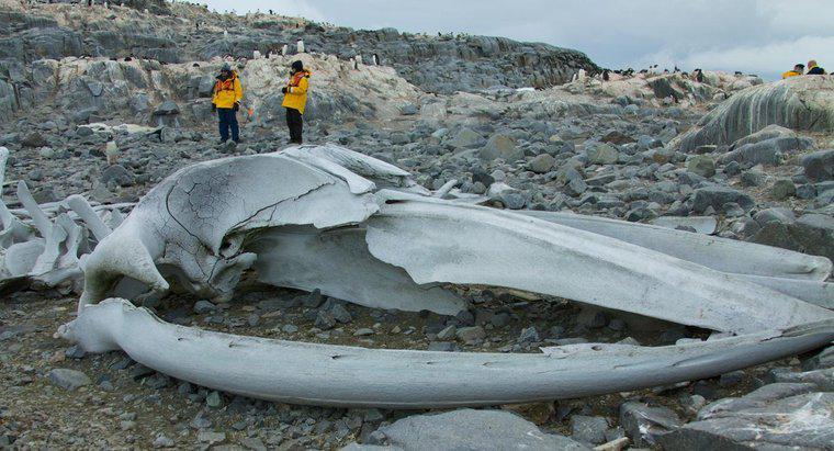 O que acontecerá se as baleias se extinguirem?