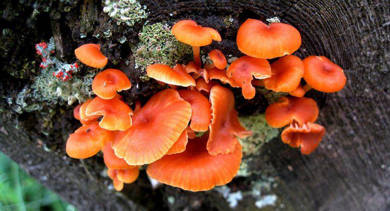 Como os fungos obtêm alimentos?