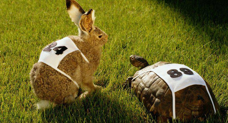 Qual é a lição moral da história sobre a raça do coelho e da tartaruga?