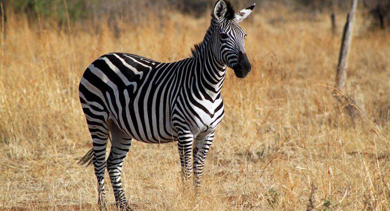 O que é o habitat de uma zebra?