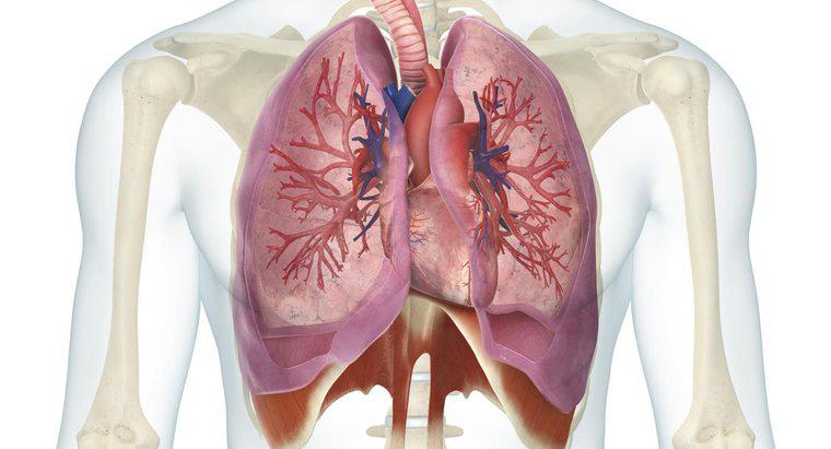 Qual é a relação entre o coração e os pulmões?