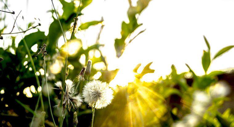 Por que a luz solar é necessária para a fotossíntese?