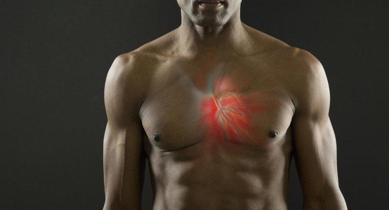 O músculo cardíaco pode ser tetanizado?