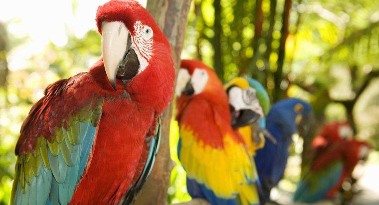 Quais são alguns fatos sobre papagaios?