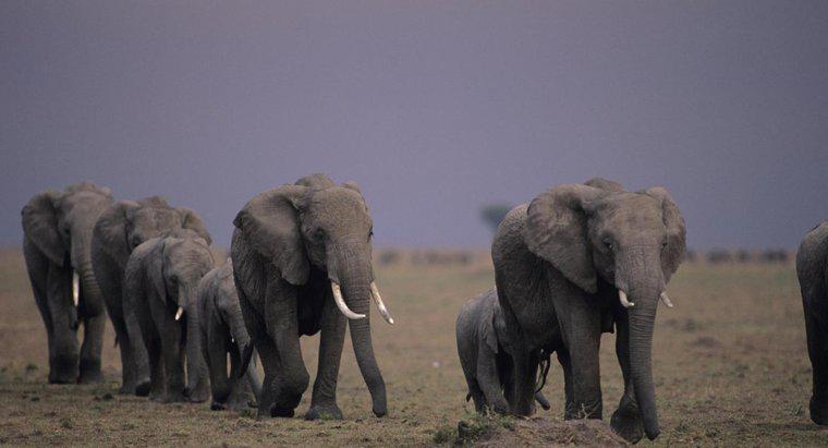 Os elefantes migram?