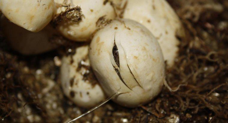 Quanto tempo leva para os ovos de cobra chocarem?