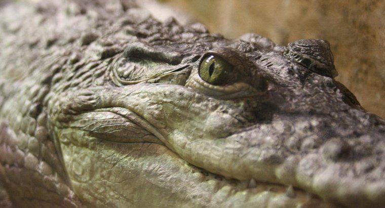 Como os crocodilos digerem sua comida?