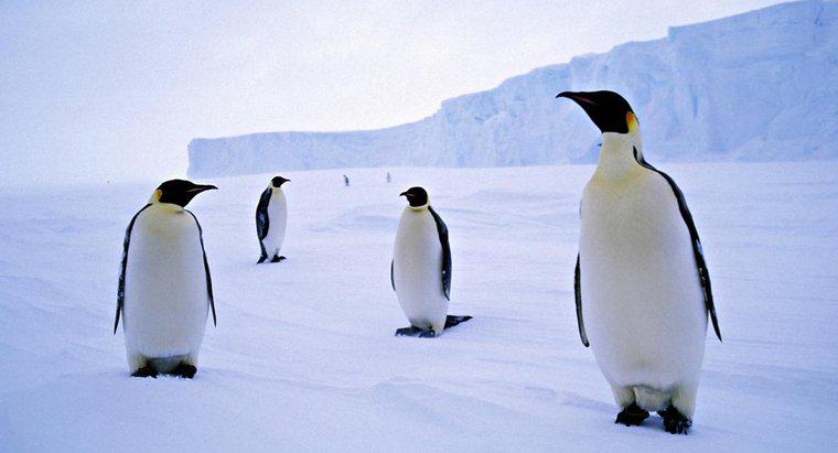 Como é chamado um grupo de pinguins?