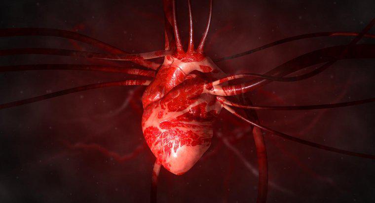 O que é uma artéria aumentada do coração?