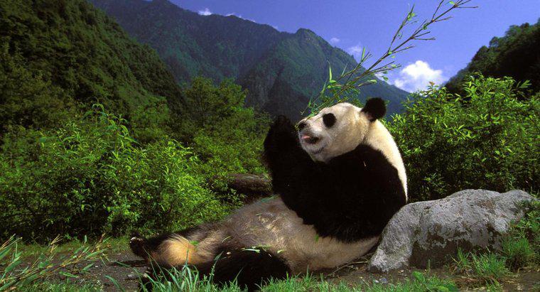 Quais são algumas curiosidades sobre os pandas?