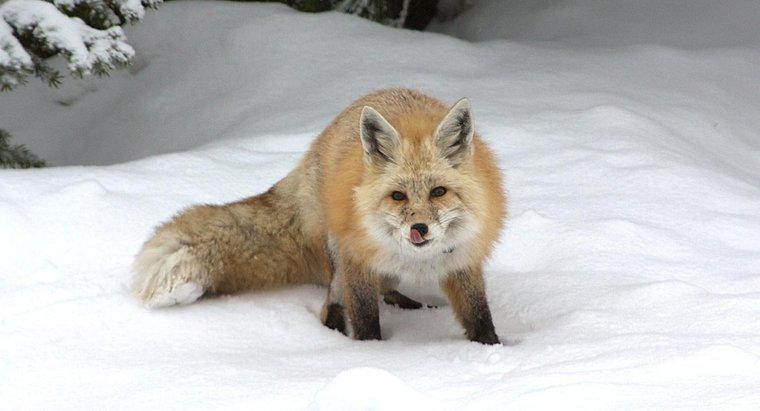As raposas hibernam no inverno?