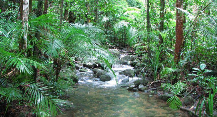 Quais são as formas de relevo da floresta tropical?