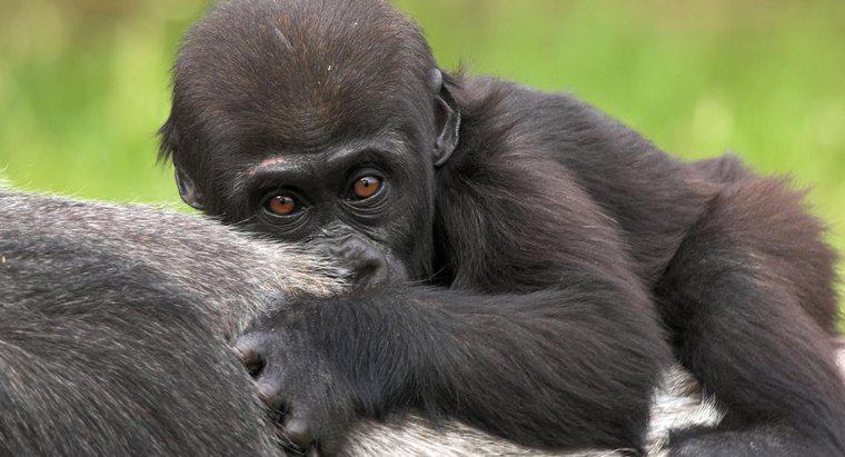Como é chamado um bebê gorila?