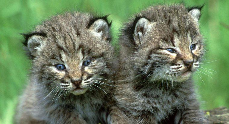 Como é chamado um Baby Bobcat?