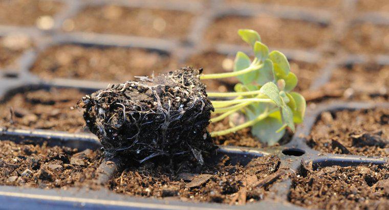 O que é o processo de germinação de sementes?