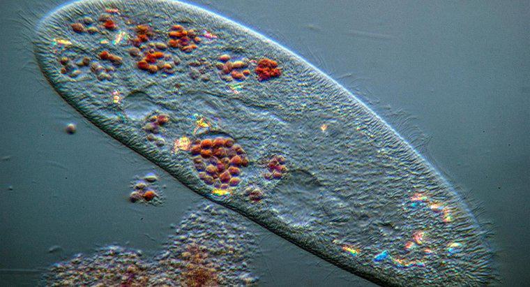 Como os protistas afetam os humanos?