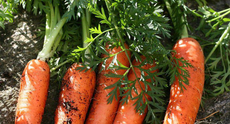 Como as cenouras se reproduzem?