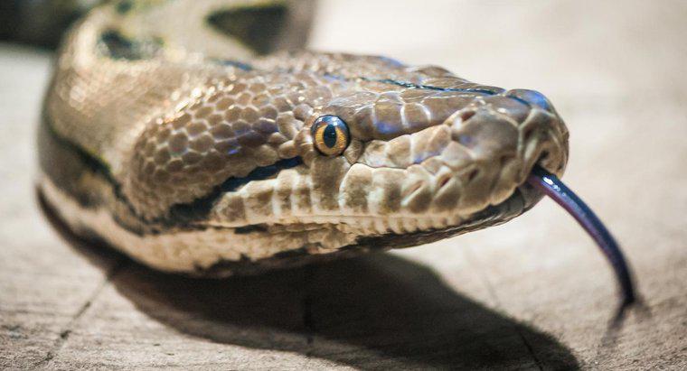 Quais são alguns dos predadores de cobras?