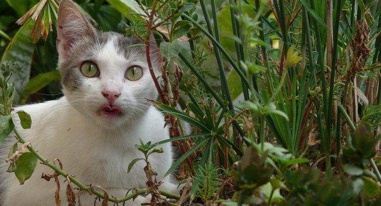 Como você pode manter os gatos fora de um jardim?